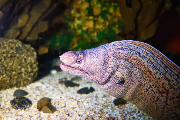 istock Beautiful colorful fish in the aquarium 1402419108