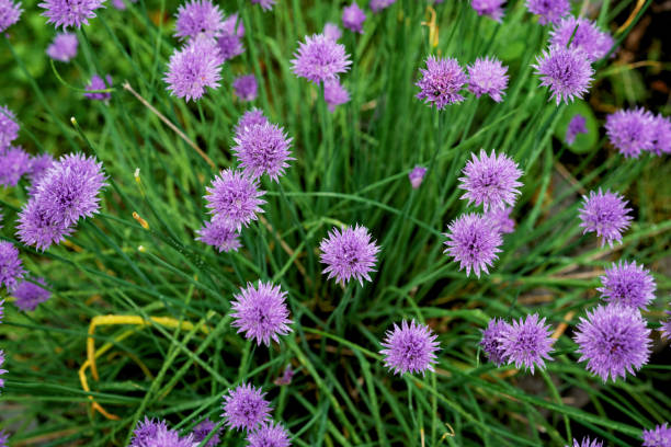 Violet wild onion Allium flowers in sun. Blooming wild spring plants. Gardening and floriculture. Violet wild onion Allium flowers in sun. Blooming wild spring plants. Gardening and floriculture chives allium schoenoprasum purple flowers and leaves stock pictures, royalty-free photos & images