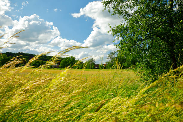 A scenic view of a lush green forest edge with wildflowers blooming in the grassy foreground, under a partly cloudy sky.