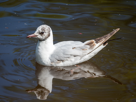 portrait of a seagull with reflection in the water