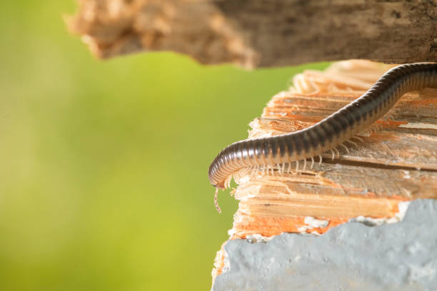 istock Earhworm on a wood chop trying it's way down. Macro photography. 1402423149
