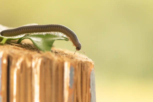 istock Worm on a  leaf on a wood chop walking it's way down. Macro photography. 1402423291