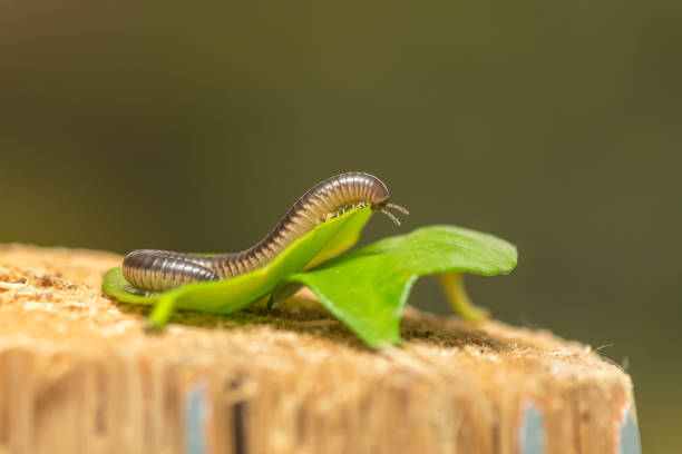 istock Earthworm on leaves close up view. Macro photography. 1402423406