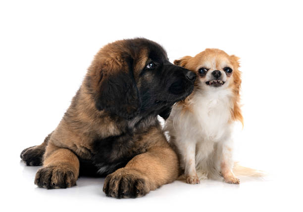 istock puppy Leonberger and chihuahua in studio 1402423452