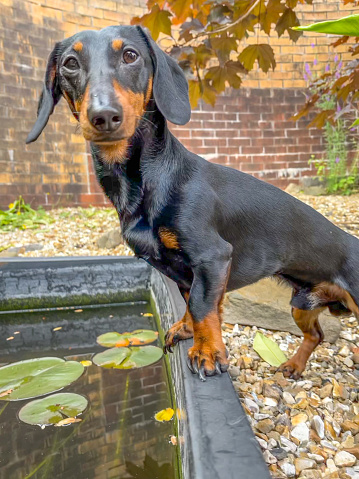 Dachshund puppy watching fish in pond