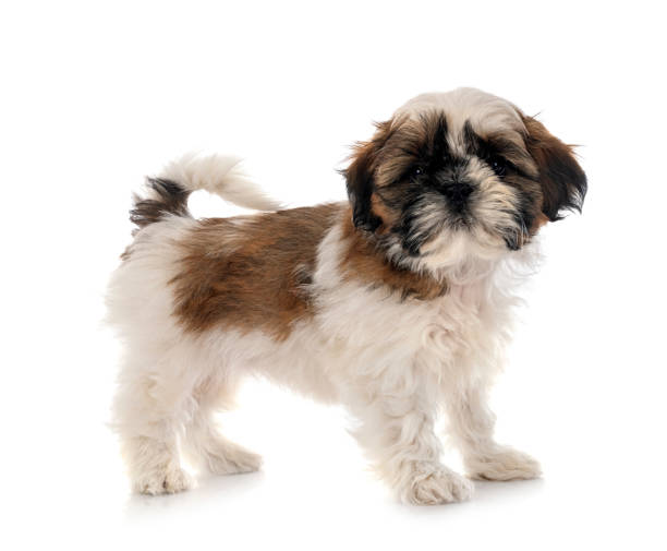 istock puppy Shih Tzu in studio 1402424284