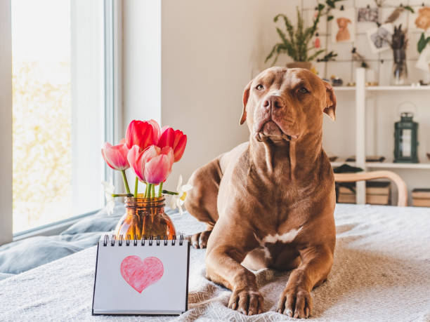 istock Charming, loveable brown puppy, notepad and painted heart 1402425553