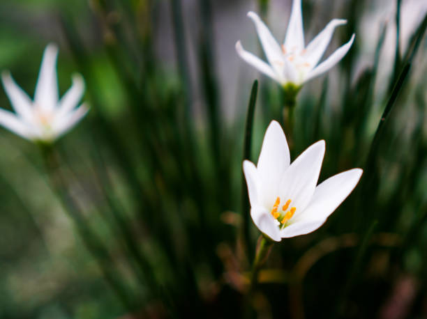 beautiful botanical shot, natural wallpaper.