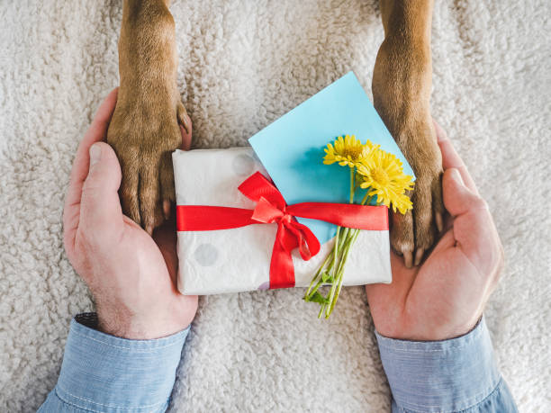 zampe di cane, mani maschili e confezione regalo - 11088 foto e immagini stock