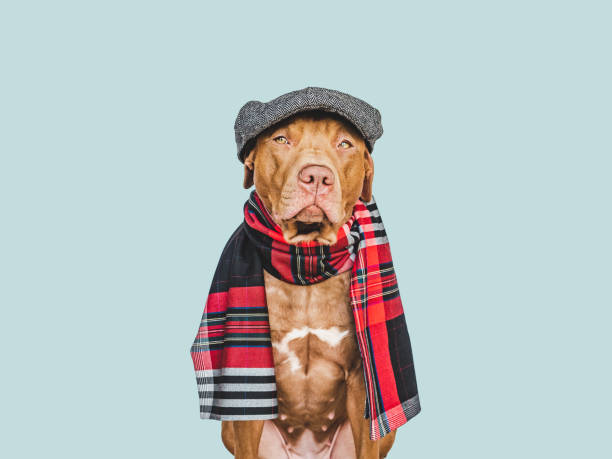 Lovable brown dog. Close-up, indoors. Isolated background. Pet care concept