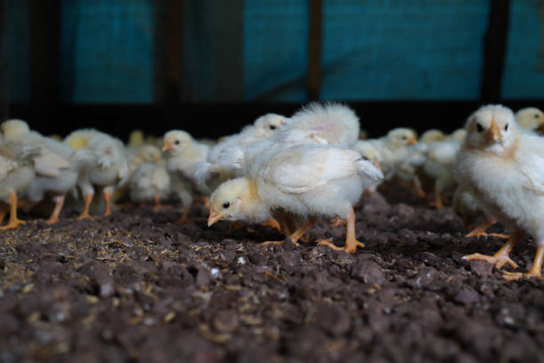 istock Baby Chicks On Chicken Farm stock photo 1402425661