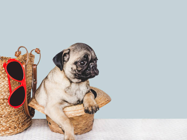 istock Lovable, pretty puppy, red tulip and travel bag 1402425678