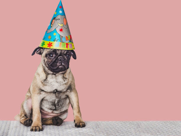 istock Lovable, pretty puppy and party hat. Close-up, indoors 1402425694