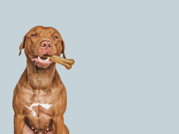istock Lovable, pretty brown puppy, holding a bone 1402425775