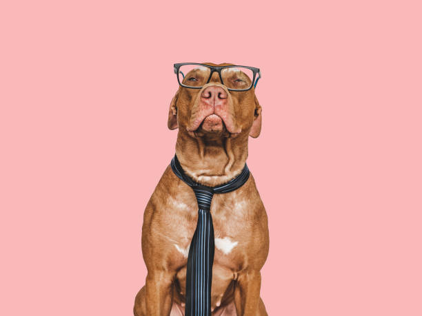 istock Lovable, pretty brown puppy and tie. Close-up 1402426281
