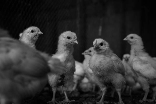 baby chicken stock photo
