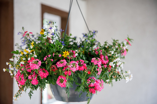 Pot of petunia flowers hanging on tree. Colorful summer flower in garden.