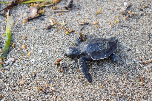 Baby turtle on its way into the ocean after hatching on Karimunjawa in Indonesia