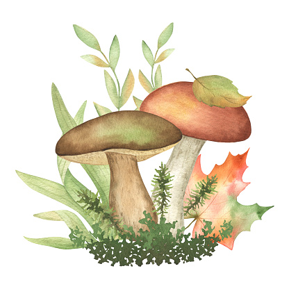 Watercolor fall mushroom clipart. Autumn forest composition with mushrooms, plants, maple tree leaves, moss. Botanical illustration. Isolated. For card, scrapbooking, home decor