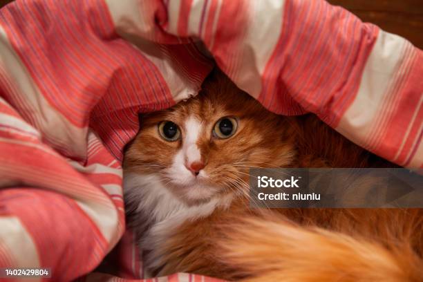 Ginger Cat Portrait Stock Photo - Download Image Now - Domestic Cat, Bed - Furniture, Laziness
