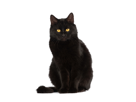 gato negro sentado con ojos amarillos aislados sobre fondo blanco photo