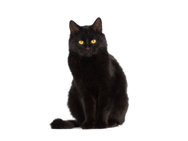 gato negro sentado con ojos amarillos aislados sobre fondo blanco - ojos amarillos fotografías e imágenes de stock