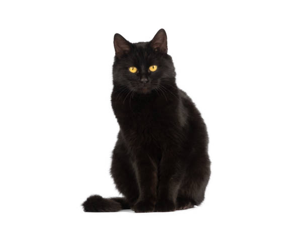 흰색 배경에 고립 된 노란색 눈을 가진 검은 고양이 앉아 - 노란 눈 뉴스 사진 이미지