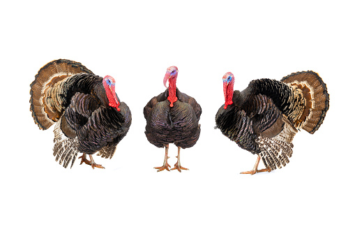 Bronze turkeys isolated on a white background.