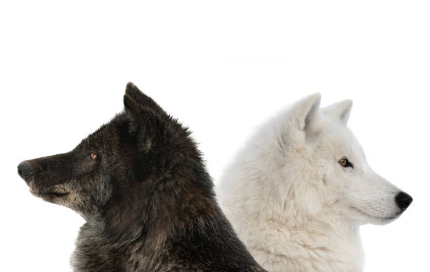 istock canadian wolf and polar wolf isolated on white background 1402430000