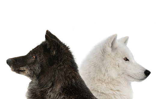 canadian wolf and polar wolf isolated on white background