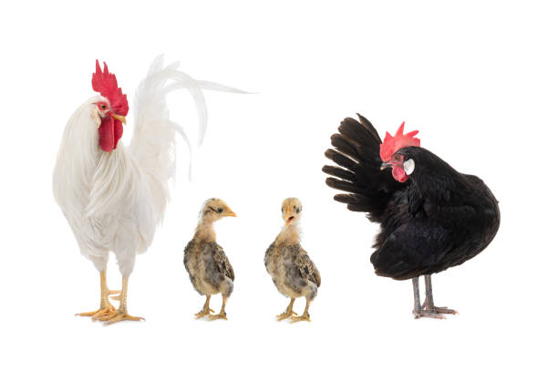 istock Chicken and roosters little chicks isolated on white background 1402430206