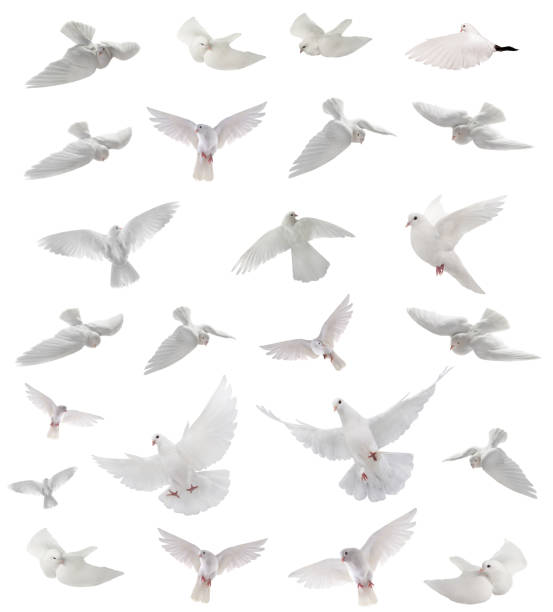 collage libero volare colomba bianca isolata su un bianco - colomba foto e immagini stock