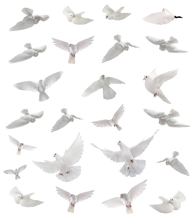 collage free flying white dove isolated on a white background