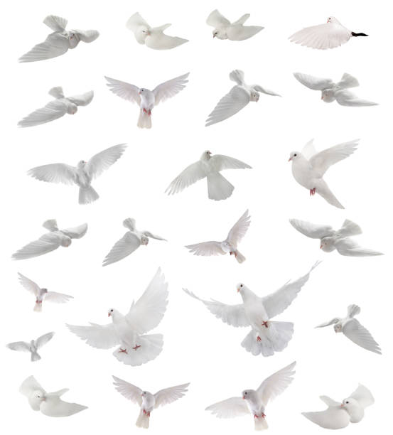 collage free flying white dove isolated on a white collage free flying white dove isolated on a white background dove stock pictures, royalty-free photos & images