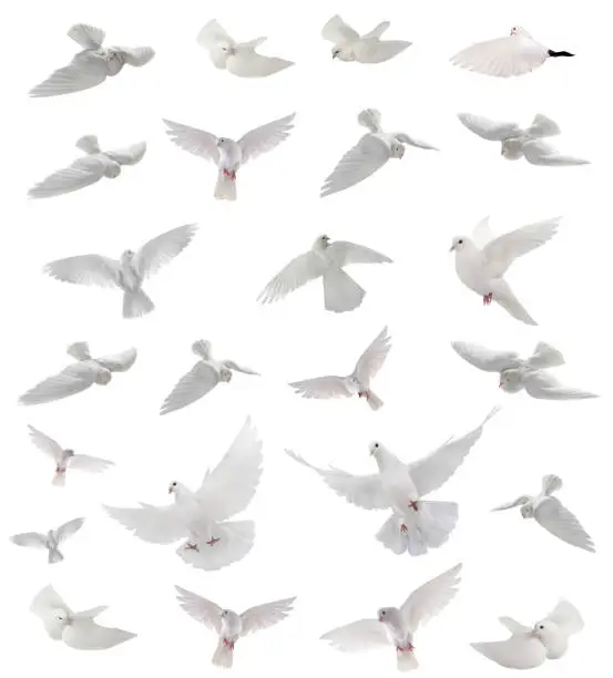 collage free flying white dove isolated on a white background