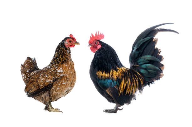 istock Dwarf Cockerel and Brown chicken isolated on a white background. 1402430266