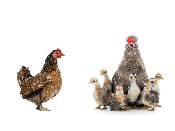 istock Singing rooster with little chickens isolated on a white background. 1402430824
