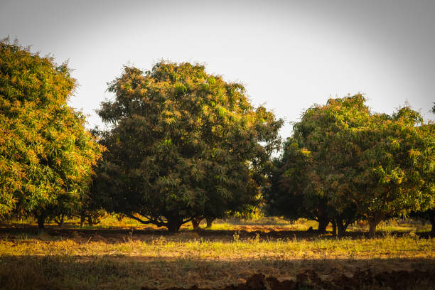 Mango tree and Mango garden,Mango flowers on mango tree,mango farming, agriculture concept