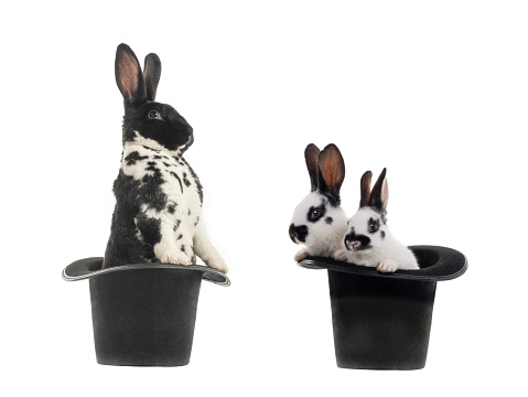 rabbit is standing in a black hat isolated on a white background.