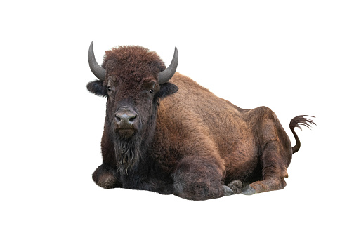 Bison lying on the grass in summer isolated on a white background.