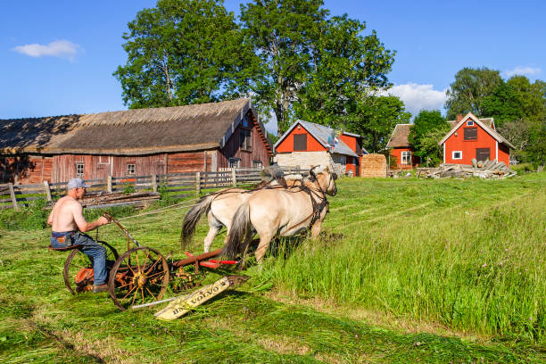 fienagione con cavalli da tiro in una fattoria rurale - agricultural machinery retro revival summer farm foto e immagini stock