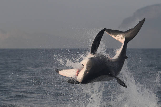 great white shark, Carcharodon carcharias, breaching on seal shaped decoy, False Bay, South Africa stock photo