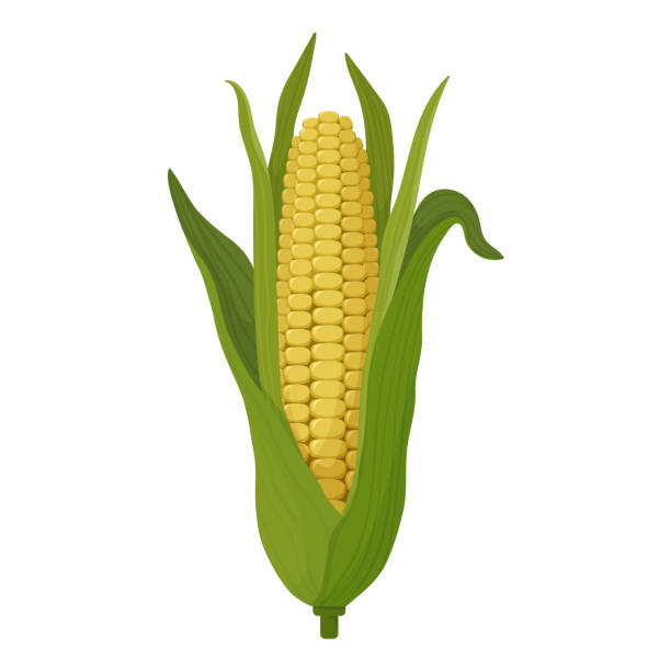 ilustraciones, imágenes clip art, dibujos animados e iconos de stock de dibujo de maíz dibujos animados, mazorca grande con hojas y granos. icono de maíz - corn corn crop corn on the cob food