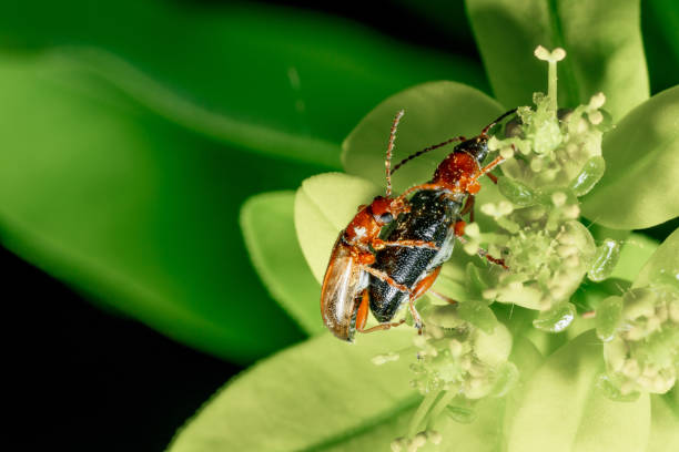 istock Insect on the background of nature. 1402433476