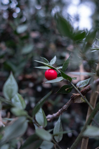 istock Fruit of mouse thorn shrub 1402433755