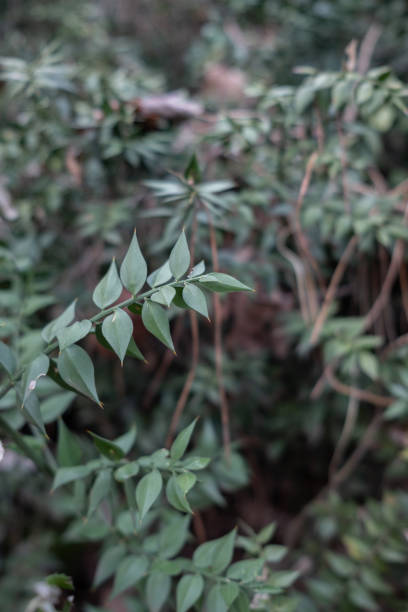 Mouse thorn bush in the forest.