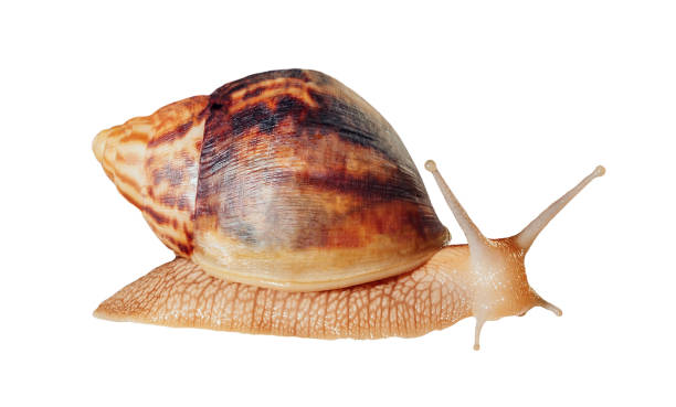 istock Big Giant African snail isolated on white background with clipping path. 1402434739