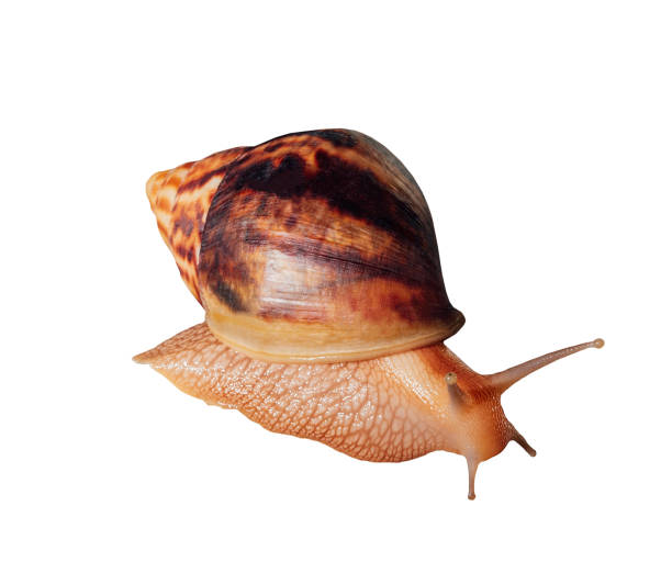 istock Big Giant African snail isolated on white background with clipping path. 1402434744