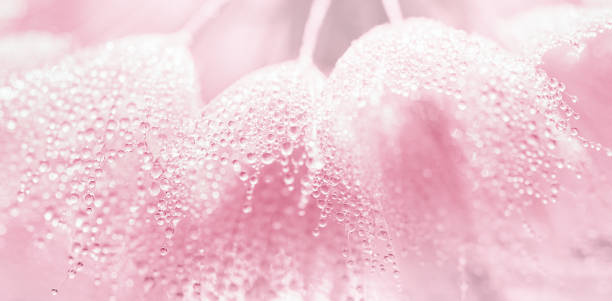 абстрактные семена цветов одуванчика с фоном капель воды - dandelion water dandelion seed dew стоковые фото и изображения