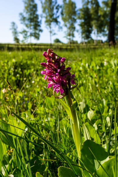 istock Blooming red orchid on a meadow 1402435316